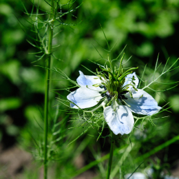botanikgartenffm_35_2010-06-05