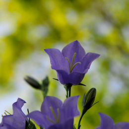 botanikgartenffm_47_2010-06-05