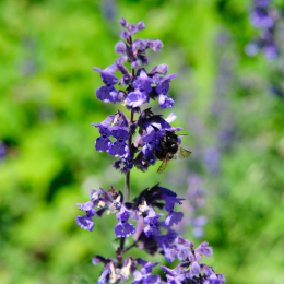 botanikgartenffm_21_2010-06-05