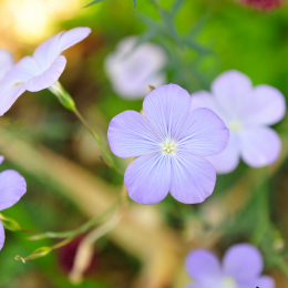 botanikgartenffm_16_2010-06-05