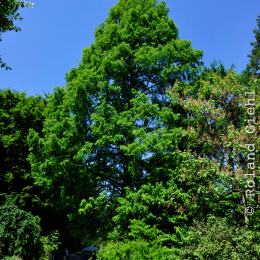 botanikgartenffm_20_2010-06-05