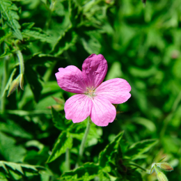 botanikgartenffm_12_2010-06-05