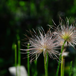 botanikgartenffm_54_2010-06-05