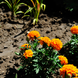 botanikgartenffm_26_2010-06-05