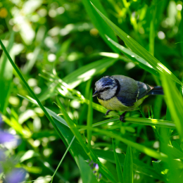 botanikgartenffm_59_2010-06-05