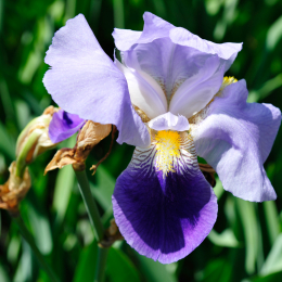 botanikgartenffm_36_2010-06-05