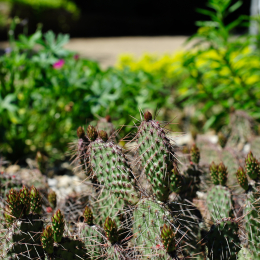 botanikgartenffm_53_2010-06-05