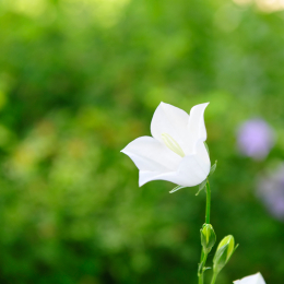 botanikgartenffm_46_2010-06-05