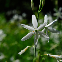 botanikgartenffm_55_2010-06-05