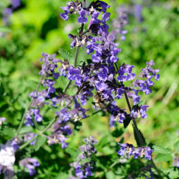 botanikgartenffm_22_2010-06-05