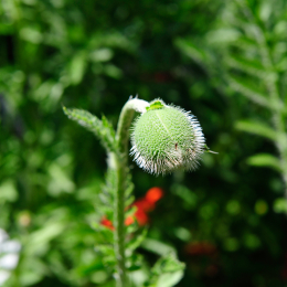 botanikgartenffm_29_2010-06-05