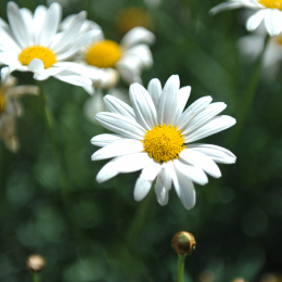 botanikgartenffm_06_2010-06-05