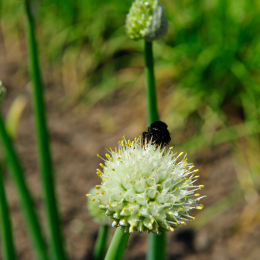 botanikgartenffm_32_2010-06-05