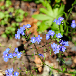botanikgartenffm_11_2010-06-05