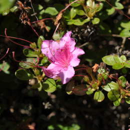 botanikgartenffm_10_2010-06-05