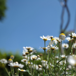 botanikgartenffm_02_2010-06-05