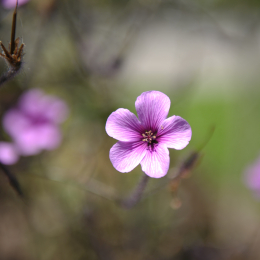 botanikgartenffm_03_2010-06-05