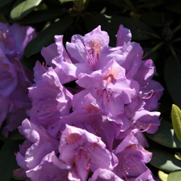 botanikgartenffm_09_2010-06-05