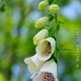 botanikgartenffm_45_2010-06-05