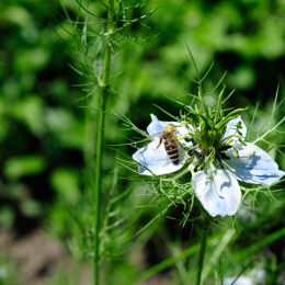 botanikgartenffm_34_2010-06-05