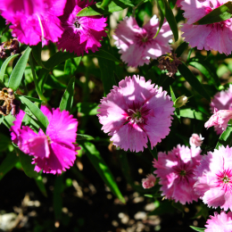 botanikgartenffm_14_2010-06-05