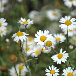 botanikgartenffm_01_2010-06-05