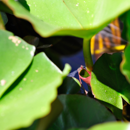 botanikgartenffm_40_2010-06-05