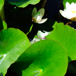 botanikgartenffm_38_2010-06-05