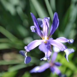 botanikgartenffm_04_2010-06-05