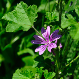 botanikgartenffm_51_2010-06-05