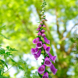 botanikgartenffm_48_2010-06-05