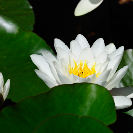 botanikgartenffm_42_2010-06-05