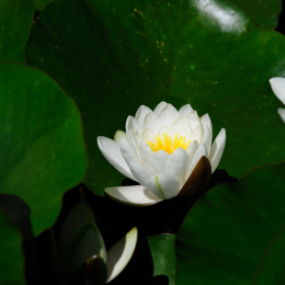 botanikgartenffm_41_2010-06-05