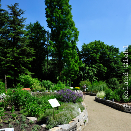 botanikgartenffm_50_2010-06-05