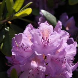 botanikgartenffm_08_2010-06-05