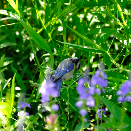 botanikgartenffm_57_2010-06-05