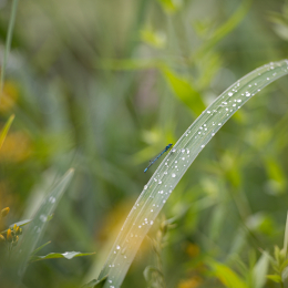 BotanischerGartenFrankfurt_20200627_0005
