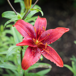 BotanischerGartenFrankfurt_20200627_0018