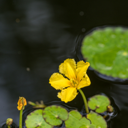 BotanischerGartenFrankfurt_20200627_0019