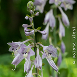 BotanischerGartenFrankfurt_20200627_0010