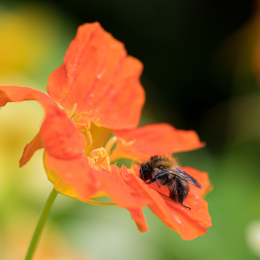 BotanischerGartenFrankfurt_20200627_0014
