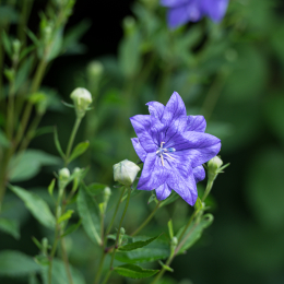 BotanischerGartenFrankfurt_20200627_0007