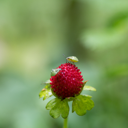 Bot. Garten Frankfurt Juni 2020