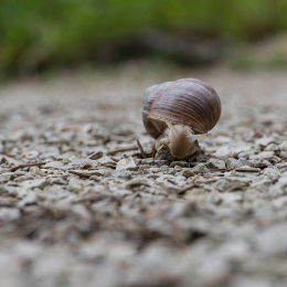 BotanischerGartenFrankfurt_20200627_0030