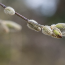 Botanischer_Garten_FFM_20160312_002