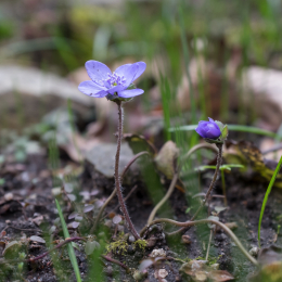 Botanischer_Garten_FFM_20160312_021
