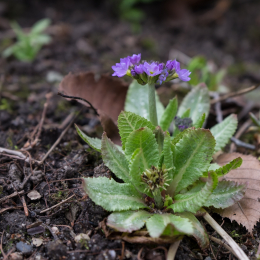 Botanischer_Garten_FFM_20160312_005