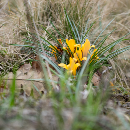 Botanischer_Garten_FFM_20160312_018