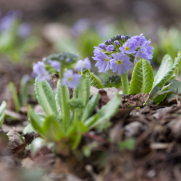 Botanischer_Garten_FFM_20180331_009