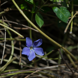 Botanischer_Garten_FFM_20180331_020